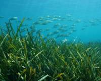 Nieuw gebouw - Villa - Benissa - Racó Del Galeno