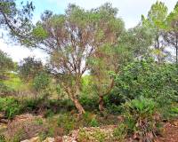 Resale - Building Plot - Denia - La Pedrera