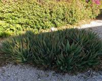 Resale - Finca - Country Property - Orihuela Costa - Orihuela