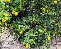 Resale - Villa - Benissa - Fanadix