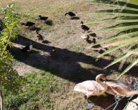 Venta - Bungalow - Alicante - Alicante Golf