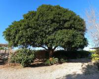 Venta - Finca - Casa de Campo - Orihuela Costa - Orihuela