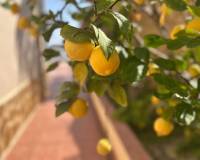 Venta - Villa-Chalet - Algorfa - Lomas de Juliana