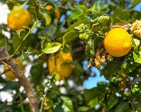 Venta - Villa-Chalet - Orihuela Costa - Villamartin