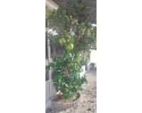 Venta - Villa-Chalet - Rojales - Ciudad Quesada