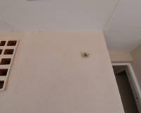 Wederverkoop - Apartment - Guardamar Del Segura - Puerto