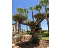 Wederverkoop - Apartment - Las Colinas Golf Resort - LAS COLINAS