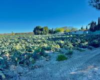 Wederverkoop - Finca - Country Property - Guardamar Del Segura - Guardamar del Segura