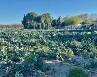 Wederverkoop - Finca - Country Property - Guardamar Del Segura - Guardamar del Segura