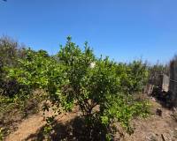 Wederverkoop - Villa - Guardamar Del Segura - Beach Guardamar