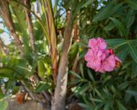 Wederverkoop - Villa - Jávea - Javea