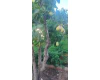 Wederverkoop - Villa - Rojales - Ciudad Quesada