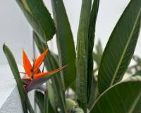 Wederverkoop - Villa - Torrevieja - Los Balcones - Los Altos del Edén