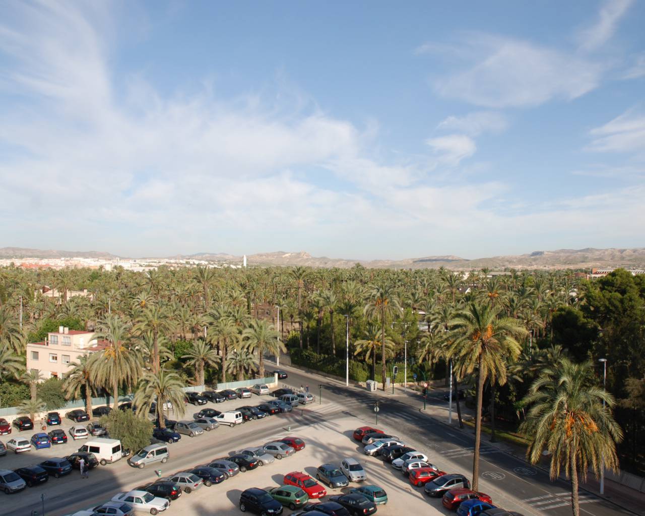 views across the palm forest in elche
